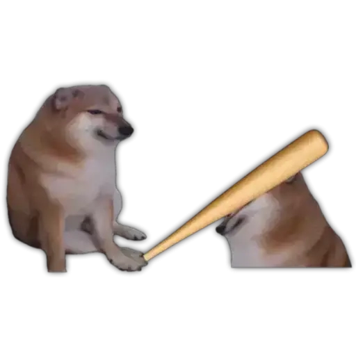 Doge